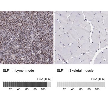 Anti-ELF1 antibody produced in rabbit Prestige Antibodies&#174; Powered by Atlas Antibodies, affinity isolated antibody, buffered aqueous glycerol solution