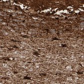 Anti-MT3 antibody produced in rabbit Prestige Antibodies&#174; Powered by Atlas Antibodies, affinity isolated antibody, buffered aqueous glycerol solution