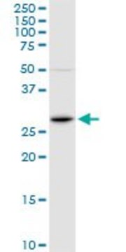 Anti-FOSL1 antibody produced in rabbit purified immunoglobulin, buffered aqueous solution