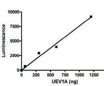 UBE3A active human recombinant, expressed in baculovirus infected Sf9 cells, &#8805;72% (SDS-PAGE)