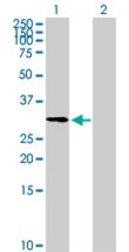 Anti-ZNF511 antibody produced in mouse purified immunoglobulin, buffered aqueous solution