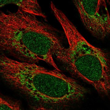 Anti-POLD4 antibody produced in rabbit Prestige Antibodies&#174; Powered by Atlas Antibodies, affinity isolated antibody