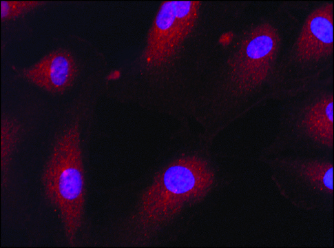 Anti-eIF2B&#946; (N-terminal) antibody produced in rabbit ~1.0&#160;mg/mL, affinity isolated antibody, buffered aqueous solution
