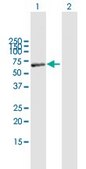 Anti-MAOB antibody produced in mouse purified immunoglobulin, buffered aqueous solution