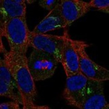 Anti-RELN antibody produced in rabbit Prestige Antibodies&#174; Powered by Atlas Antibodies, affinity isolated antibody, buffered aqueous glycerol solution