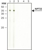 Anti-NPTII antibody produced in rabbit affinity isolated antibody, buffered aqueous solution