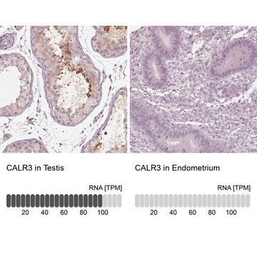 Anti-CALR3 antibody produced in rabbit Prestige Antibodies&#174; Powered by Atlas Antibodies, affinity isolated antibody, buffered aqueous glycerol solution