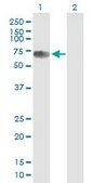 Anti-CBFA2T2 antibody produced in mouse IgG fraction of antiserum, buffered aqueous solution