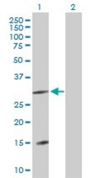 Anti-FLJ13236 antibody produced in mouse purified immunoglobulin, buffered aqueous solution
