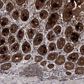 Anti-ASCC3 antibody produced in rabbit Prestige Antibodies&#174; Powered by Atlas Antibodies, affinity isolated antibody, buffered aqueous glycerol solution, ab2