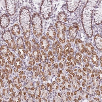 Anti-ZNF574 antibody produced in rabbit Prestige Antibodies&#174; Powered by Atlas Antibodies, affinity isolated antibody, buffered aqueous glycerol solution