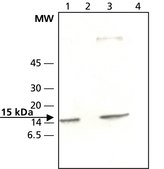 Anti-SUMO-2 antibody produced in rabbit ~0.6&#160;mg/mL, affinity isolated antibody, buffered aqueous solution