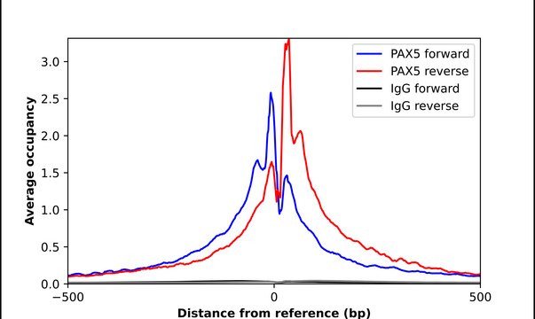 Anti-PAX5 antibody produced in rabbit Prestige Antibodies&#174; Powered by Atlas Antibodies, affinity isolated antibody