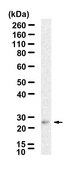 Anti-Aquaporin-2 Antibody, clone 1C22 ZooMAb&#174; Rabbit Monoclonal recombinant, expressed in HEK 293 cells