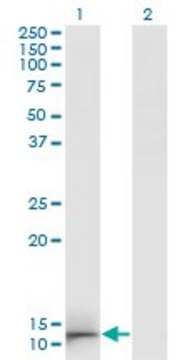 Monoclonal Anti-GAL antibody produced in mouse clone 3C1-G5, ascites fluid