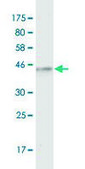 Monoclonal Anti-MR1 antibody produced in mouse clone 5B5, purified immunoglobulin, buffered aqueous solution
