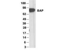 Anti-BAP1 Antibody, clone 3C11 clone 3C11, from mouse