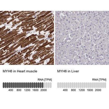 Monoclonal Anti-MYH6 antibody produced in mouse Prestige Antibodies&#174; Powered by Atlas Antibodies, clone CL2148, purified immunoglobulin, buffered aqueous glycerol solution