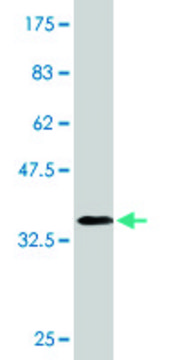 Monoclonal Anti-HES1 antibody produced in mouse clone 4D9, purified immunoglobulin, buffered aqueous solution