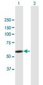 Anti-LYN antibody produced in mouse purified immunoglobulin, buffered aqueous solution