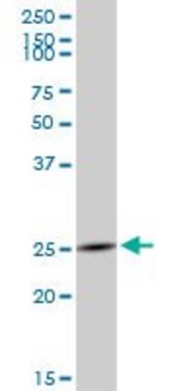 Anti-GZMH antibody produced in mouse purified immunoglobulin, buffered aqueous solution