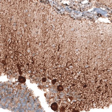 Anti-STAU2 antibody produced in rabbit Prestige Antibodies&#174; Powered by Atlas Antibodies, affinity isolated antibody, buffered aqueous glycerol solution