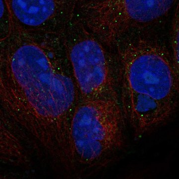 Anti-Wnt3 Antibody Produced In Rabbit Prestige Antibodies&#174; Powered by Atlas Antibodies, affinity isolated antibody, buffered aqueous glycerol solution