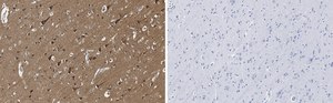 Anti-Tau Antibody, clone 3D20 ZooMAb&#174; Rabbit Monoclonal recombinant, expressed in HEK 293 cells