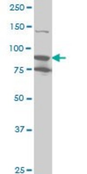 Monoclonal Anti-RPS6KA6 antibody produced in mouse clone 3A1, purified immunoglobulin, buffered aqueous solution