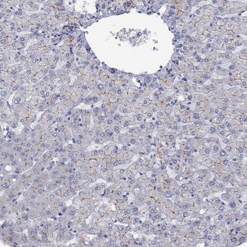 Anti-ABCB4 antibody produced in rabbit Prestige Antibodies&#174; Powered by Atlas Antibodies, affinity isolated antibody, buffered aqueous glycerol solution