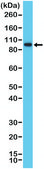 Anti-SATB2 antibody, Rabbit monoclonal recombinant, expressed in HEK 293 cells, clone RM365, purified immunoglobulin