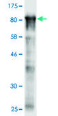 Monoclonal Anti-STIP1 antibody produced in mouse clone 2E11, purified immunoglobulin, buffered aqueous solution