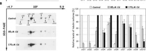 Anti-Tubulin Antibody, Detyrosinated Chemicon&#174;, from rabbit