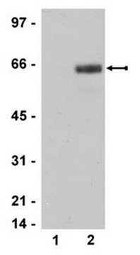 SAPK Pathway Explorer Antibody Minipack Upstate&#174;