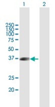 Anti-FLCN antibody produced in mouse purified immunoglobulin, buffered aqueous solution