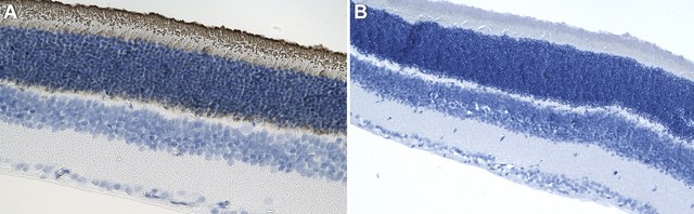 Anti-Rhodopsin Antibody, clone 4D2 ZooMAb&#174; Mouse Monoclonal recombinant, expressed in HEK 293 cells