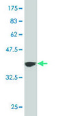 Monoclonal Anti-DAAM1, (N-terminal) antibody produced in mouse clone 4H3, purified immunoglobulin, buffered aqueous solution
