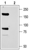 Anti-Sodium Channel ASIC1 antibody produced in rabbit affinity isolated antibody, lyophilized powder