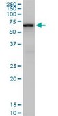 Monoclonal Anti-SMARCD2 antibody produced in mouse clone 2B2, purified immunoglobulin, buffered aqueous solution
