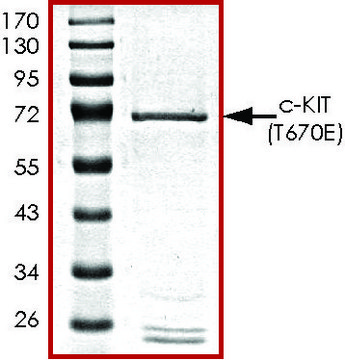 c-KIT (T670E), active, GST tagged human PRECISIO&#174;, recombinant, expressed in baculovirus infected Sf9 cells, &#8805;70% (SDS-PAGE), buffered aqueous glycerol solution