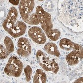 Anti-BBOX1 antibody produced in rabbit Prestige Antibodies&#174; Powered by Atlas Antibodies, affinity isolated antibody, buffered aqueous glycerol solution