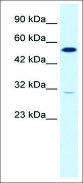 Anti-HNF4G (AB1) antibody produced in rabbit affinity isolated antibody