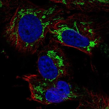 Anti-TFB2M antibody produced in rabbit Prestige Antibodies&#174; Powered by Atlas Antibodies, affinity isolated antibody