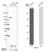 Anti-PROM1 antibody produced in rabbit Prestige Antibodies&#174; Powered by Atlas Antibodies, affinity isolated antibody, buffered aqueous glycerol solution