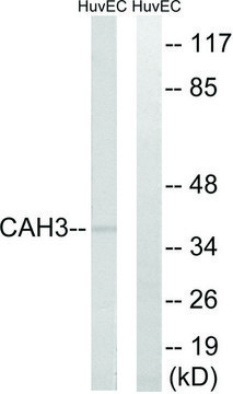 Anti-CA3 antibody produced in rabbit affinity isolated antibody