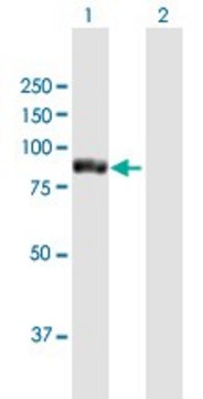 Anti-TTC12 antibody produced in mouse purified immunoglobulin, buffered aqueous solution