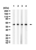 Anti-CH25H Antibody, clone 1G14 ZooMAb&#174; Rabbit Monoclonal recombinant, expressed in HEK 293 cells