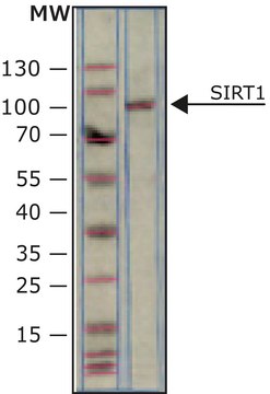 SIRT1 human recombinant, expressed in E. coli, N-terminal histidine tagged, &#8805;90% (SDS-PAGE), buffered aqueous glycerol solution