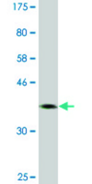 Monoclonal Anti-NFIC antibody produced in mouse clone 2B6, ascites fluid, solution