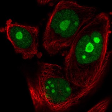 Anti-ZNF593 antibody produced in rabbit Prestige Antibodies&#174; Powered by Atlas Antibodies, affinity isolated antibody